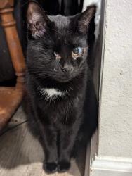 Lost Female Cat last seen Near Penn way , Panama City, FL 32404