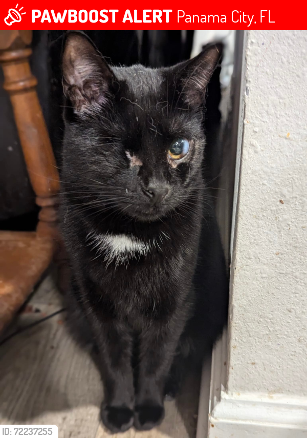 Lost Female Cat last seen Near Penn way , Panama City, FL 32404