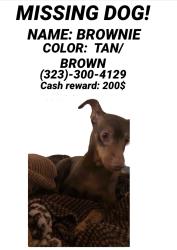 Lost Male Dog last seen 42ndt Street and Figueroa, Los Angeles, CA 90037
