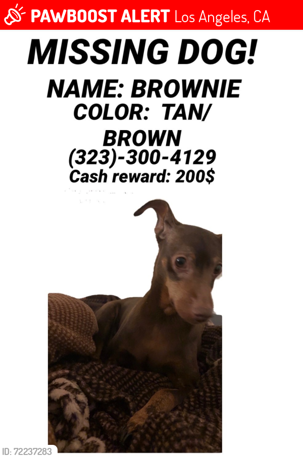 Lost Male Dog last seen 42ndt Street and Figueroa, Los Angeles, CA 90037