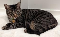 Lost Male Cat last seen Scott Circle near Suzanne Dr - Medlock Park, Decatur, GA 30033