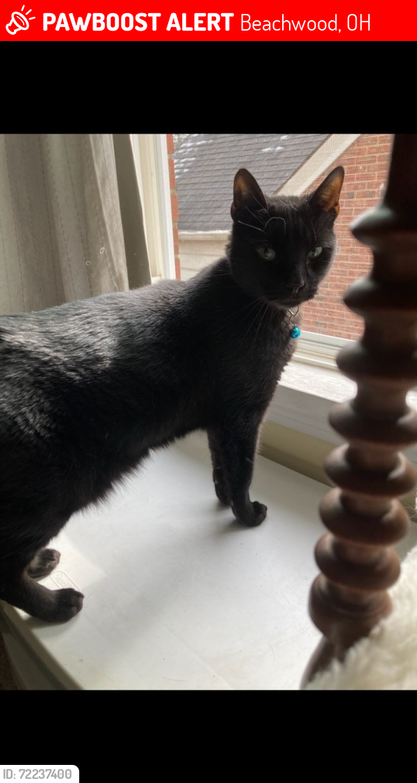 Lost Male Cat last seen near ranch, beachwood road, fairmount over to Green, Beachwood, OH 44122
