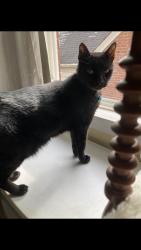 Lost Male Cat last seen near ranch, beachwood road, fairmount over to Green, Beachwood, OH 44122