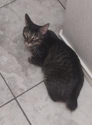 Lost Male Cat last seen Mckeever Crossing apartments, San Juan, TX 78589