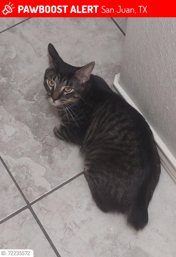 Lost Male Cat last seen Mckeever Crossing apartments, San Juan, TX 78589