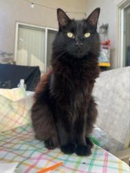 Lost Male Cat last seen Manning dr, Trinity, FL 34655