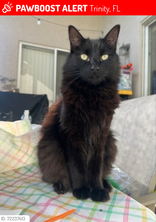 Lost Male Cat last seen Manning dr, Trinity, FL 34655
