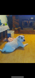 Lost Male Dog last seen Hwy 111 , Spencer, TN 38585