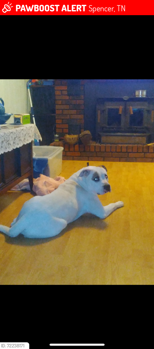 Lost Male Dog last seen Hwy 111 , Spencer, TN 38585