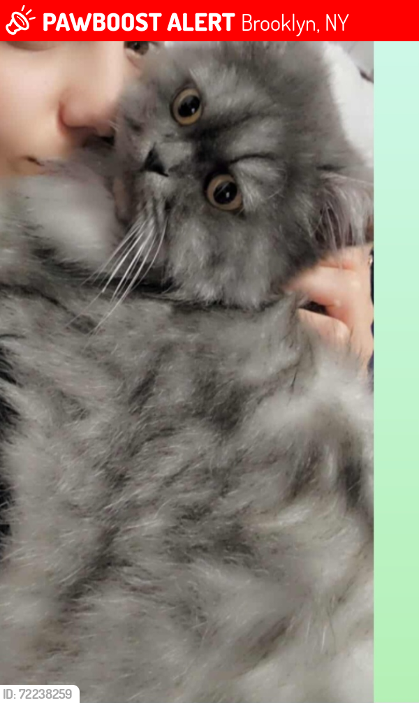 Lost Male Cat last seen Near , Brooklyn, NY 11223