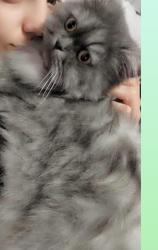 Lost Male Cat last seen Near , Brooklyn, NY 11223