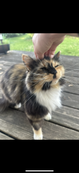 Lost Female Cat last seen Lillian Schumacher Elementary/Claywoods Parkway, Liberty, MO 64068