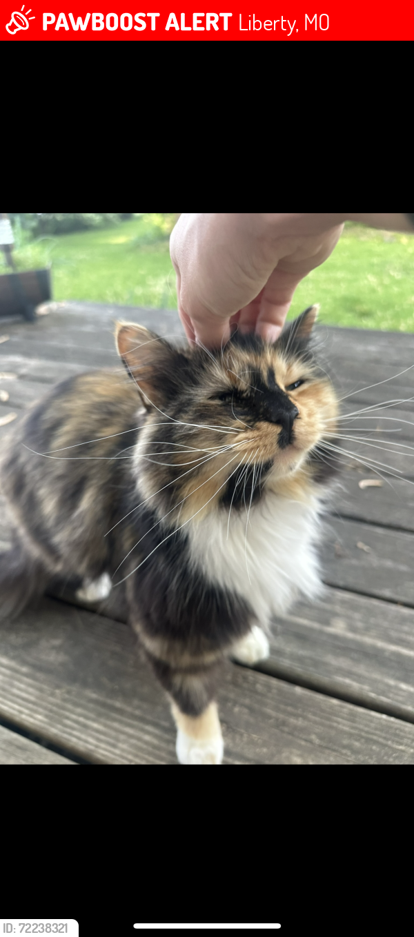 Lost Female Cat last seen Lillian Schumacher Elementary/Claywoods Parkway, Liberty, MO 64068