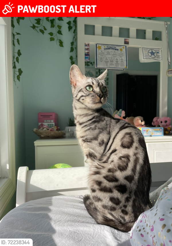Lost Female Cat last seen Near north channel , Round Lake Beach, IL 60073
