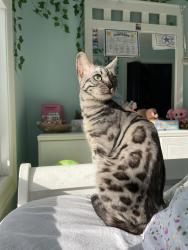 Lost Female Cat last seen Near north channel , Round Lake Beach, IL 60073