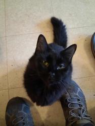Lost Female Cat last seen Food Lion close to Harper Ave in Lenoir , Lenoir, NC 28645
