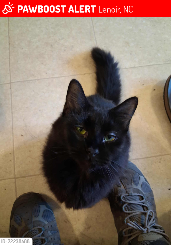 Lost Female Cat last seen Food Lion close to Harper Ave in Lenoir , Lenoir, NC 28645