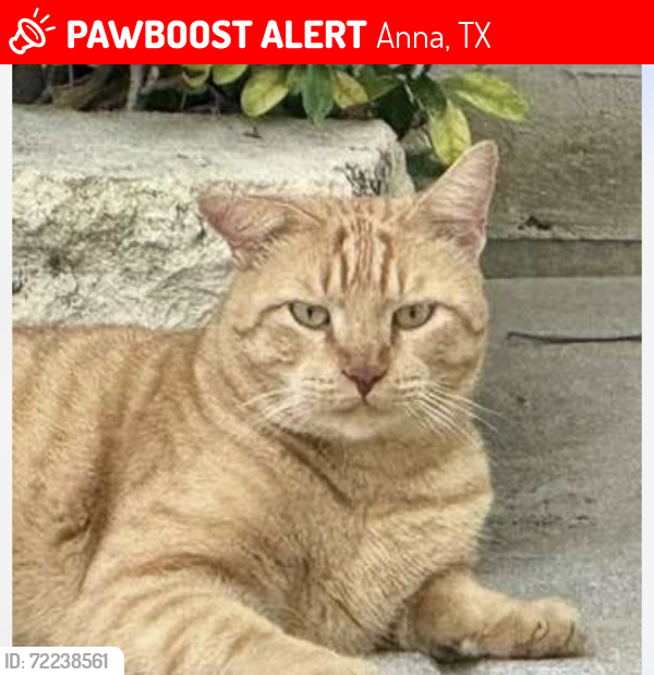 Lost Female Cat last seen Black Willow and Taylor blvd, Anna, TX 75409
