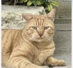 Lost Female Cat last seen Black Willow and Taylor blvd, Anna, TX 75409