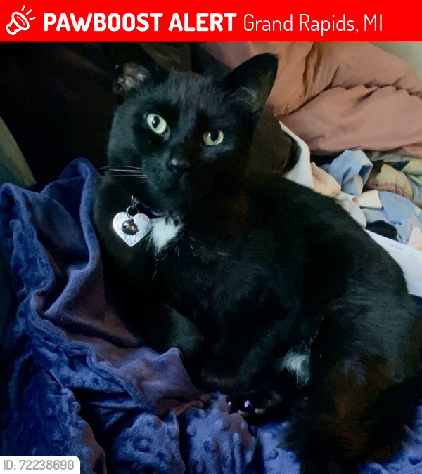 Lost Male Cat last seen Burton SW and Ionia Ave, Grand Rapids, MI 49507