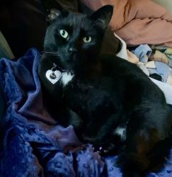 Lost Male Cat last seen Burton SW and Ionia Ave, Grand Rapids, MI 49507