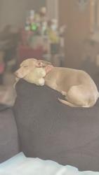 Lost Male Dog last seen Stihl Saw Ln, Sanford, NC 27332