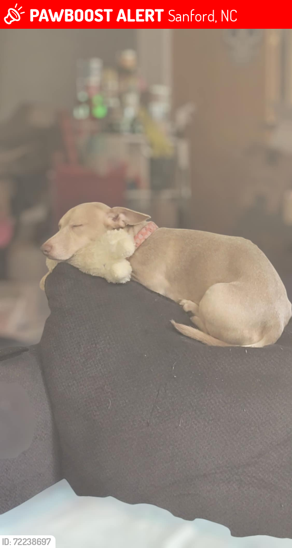 Lost Male Dog last seen Stihl Saw Ln, Sanford, NC 27332