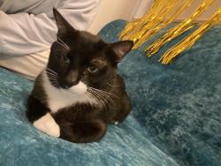 Lost Male Cat last seen King Street near Clow Street, Dandenong, Dandenong, VIC 3175