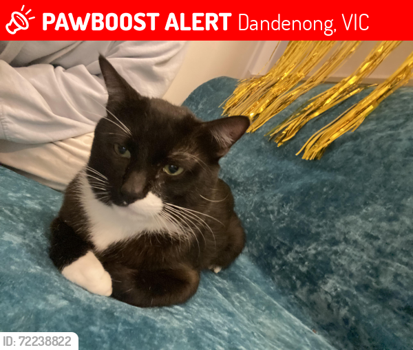 Lost Male Cat last seen King Street near Clow Street, Dandenong, Dandenong, VIC 3175