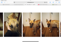 Lost Female Dog last seen Overview The nearest major crossroads to 8730 Rugby Road in Manassas, VA are Fairfax County Parkway (Route 7100) to the north and Walney Road to the east, Manassas Park, VA 20111