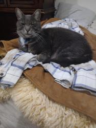 Lost Male Cat last seen Northpoint Drive and Lori Drive, Olyphant, PA 18447, Olyphant, PA 18452