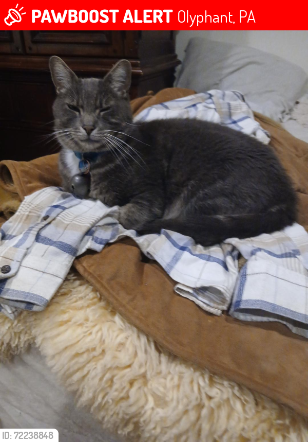 Lost Male Cat last seen Northpoint Drive and Lori Drive, Olyphant, PA 18447, Olyphant, PA 18452