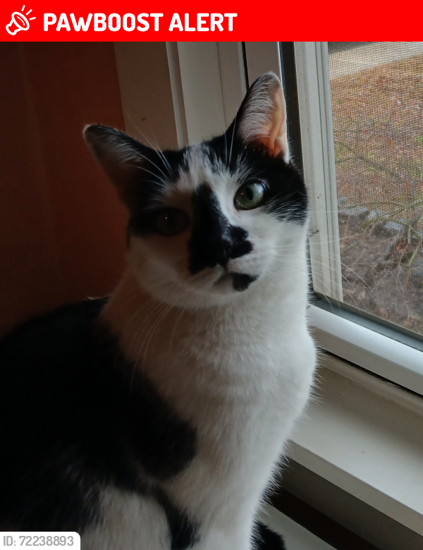 Lost Female Cat last seen Palmer and Main st , Middletown Township, NJ 07748