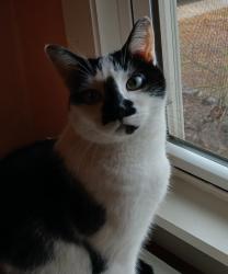 Lost Female Cat last seen Palmer and Main st , Middletown Township, NJ 07748