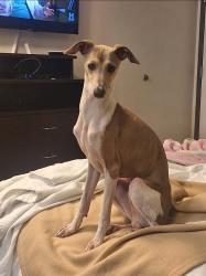 Lost Male Dog last seen Near Billington Dr, Erie, CO 80516, Erie, CO 80516