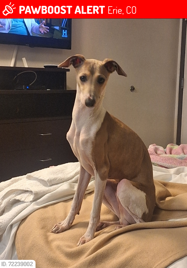 Lost Male Dog last seen Near Billington Dr, Erie, CO 80516, Erie, CO 80516