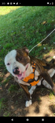 Lost Male Dog last seen 105th pullman Michigan by blueberry fields close to the white church on 105th, Allegan County, MI 49450