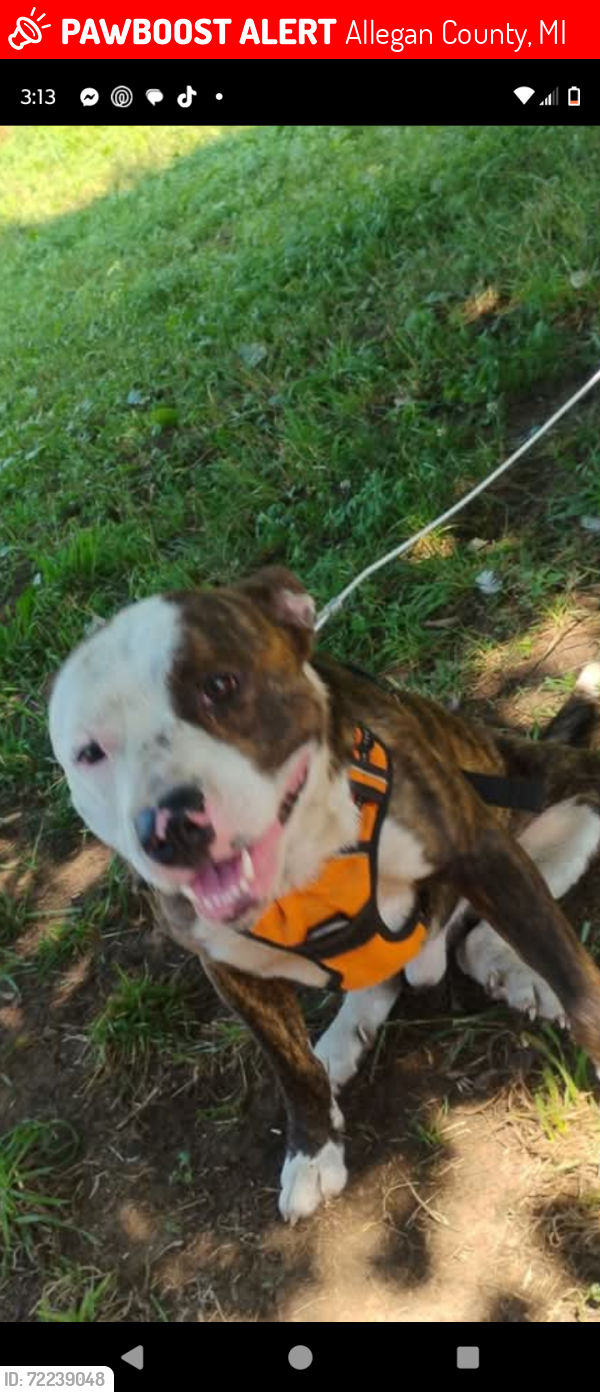 Lost Male Dog last seen 105th pullman Michigan by blueberry fields close to the white church on 105th, Allegan County, MI 49450