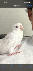 Lost Male Bird last seen Padilla St and Carrillo St San Gabriel ca, San Gabriel, CA 91776