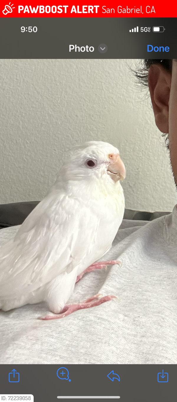 Lost Male Bird last seen Padilla St and Carrillo St San Gabriel ca, San Gabriel, CA 91776