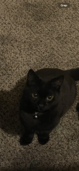 Lost Male Cat last seen Broad River , Columbia, SC 29210