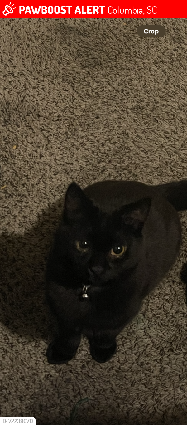 Lost Male Cat last seen Broad River , Columbia, SC 29210