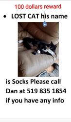 Lost Male Cat last seen Near Westwood rd. Guelph, Guelph, ON N1H 7S1