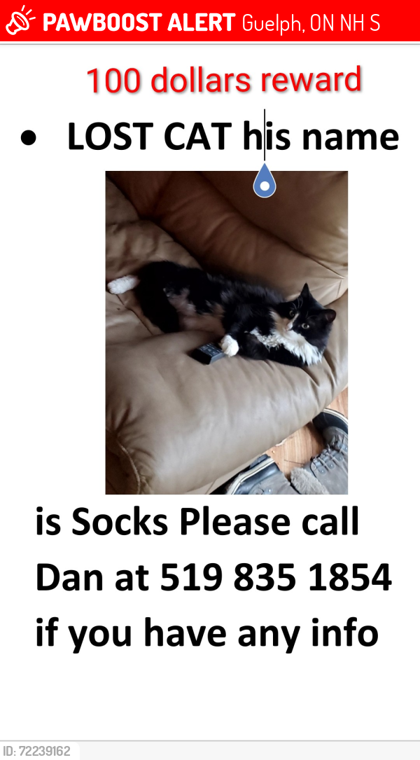 Lost Male Cat last seen Near Westwood rd. Guelph, Guelph, ON N1H 7S1