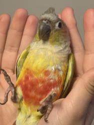Lost Unknown Bird last seen Jeffery & Trabuco , Irvine, CA 92620