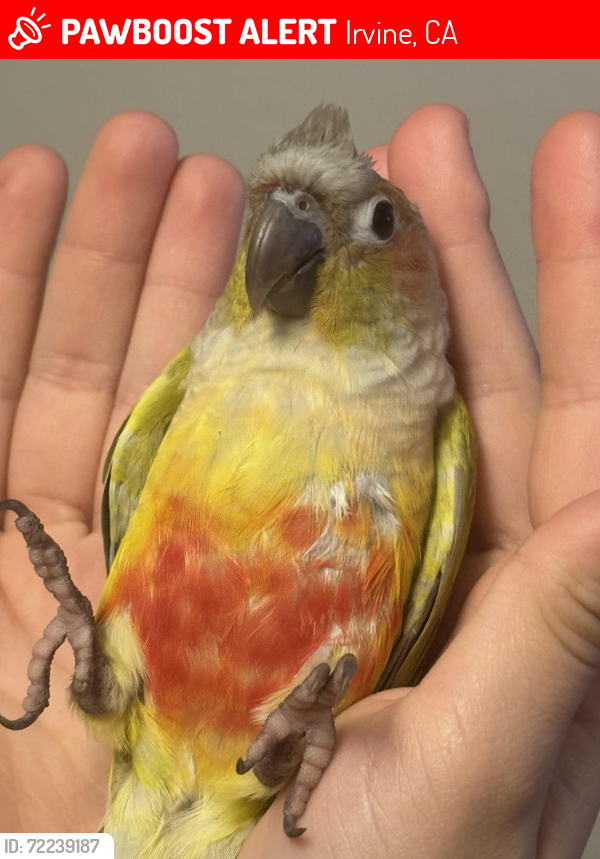 Lost Unknown Bird last seen Jeffery & Trabuco , Irvine, CA 92620