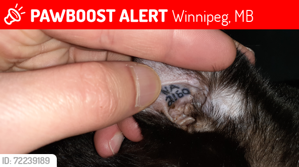 Lost Male Cat last seen Inkster Blvd - Lansdowne Ave, Winnipeg, MB 