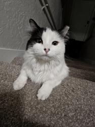Lost Male Cat last seen Near w 7800 s, West Jordan, UT 84088
