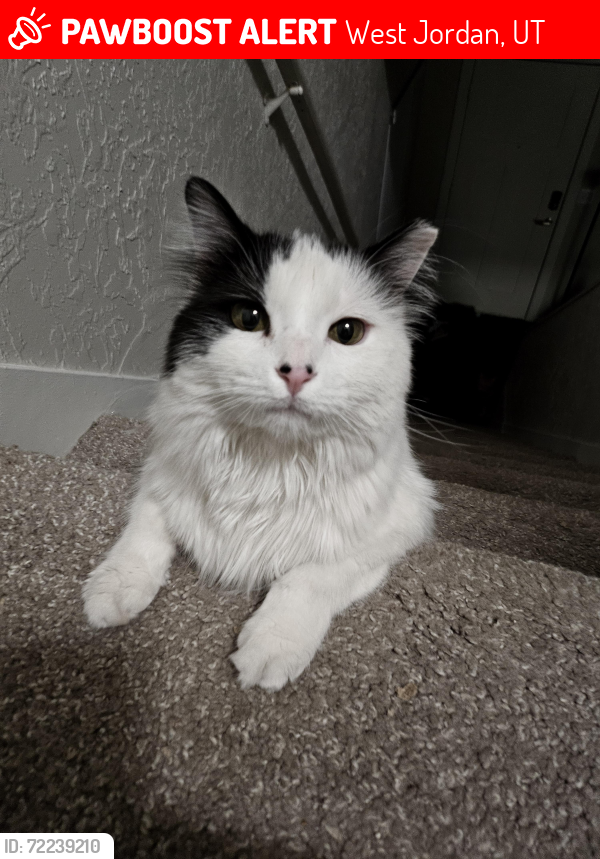 Lost Male Cat last seen Near w 7800 s, West Jordan, UT 84088