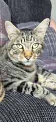 Lost Male Cat last seen Mucklestone Wood Lane , Loggerheads, England TF9 4DY